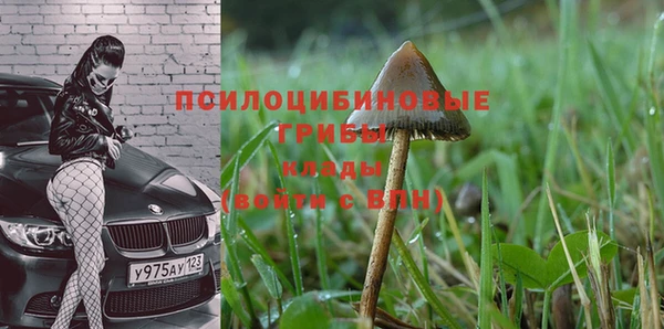 прущие грибы Нефтекумск